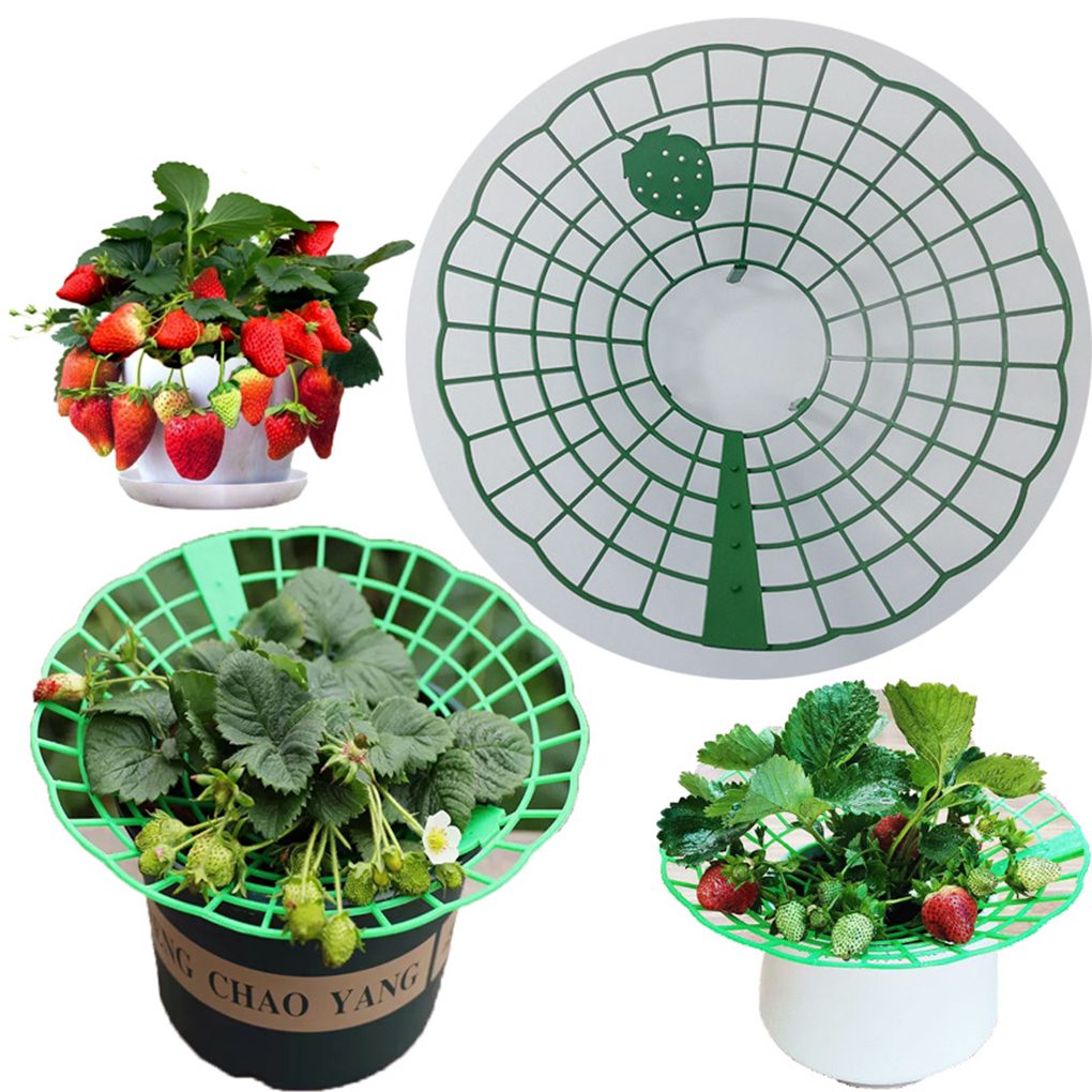 20PCS Strawberry Stand Green C - مراجعة Gardening Tools Hoe وسعره