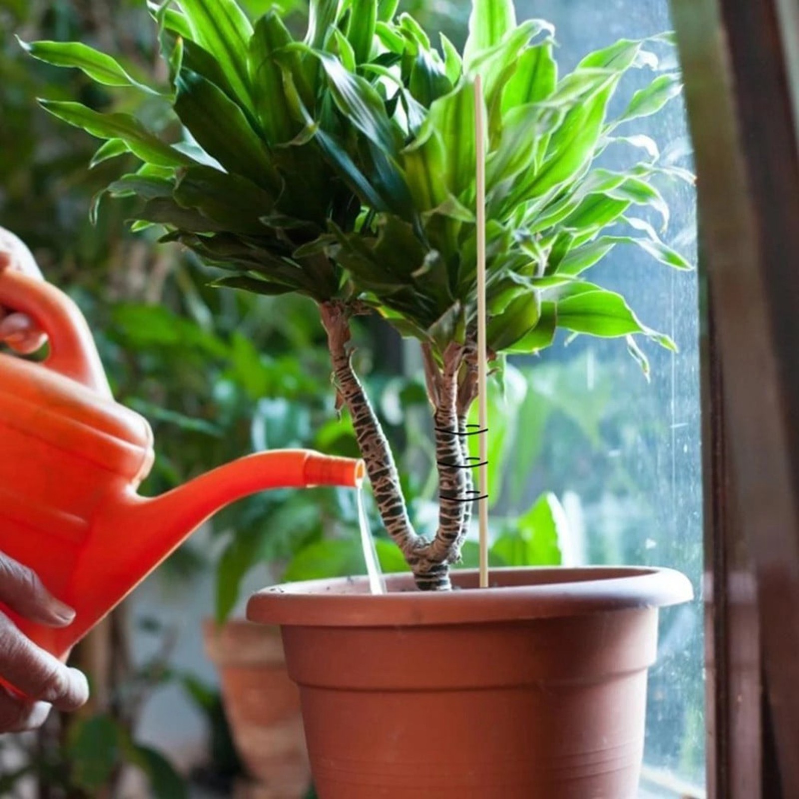50PCS Bamboo Sticks Trellis St - مراجعة Gardening Tools Hoe وسعره