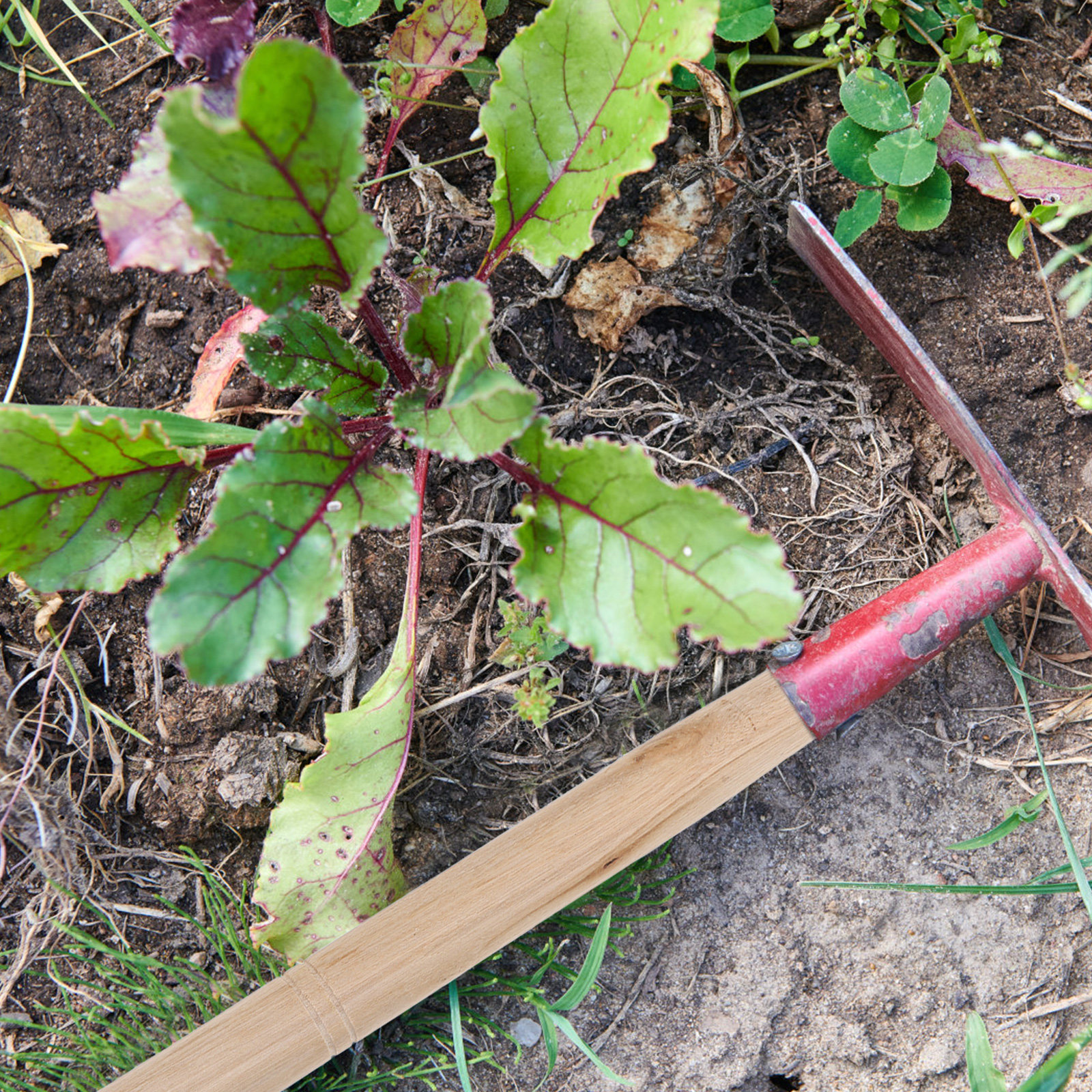 6Pcs Farm Tool Handles Wooden  - مراجعة Gardening Tools Hoe وسعره
