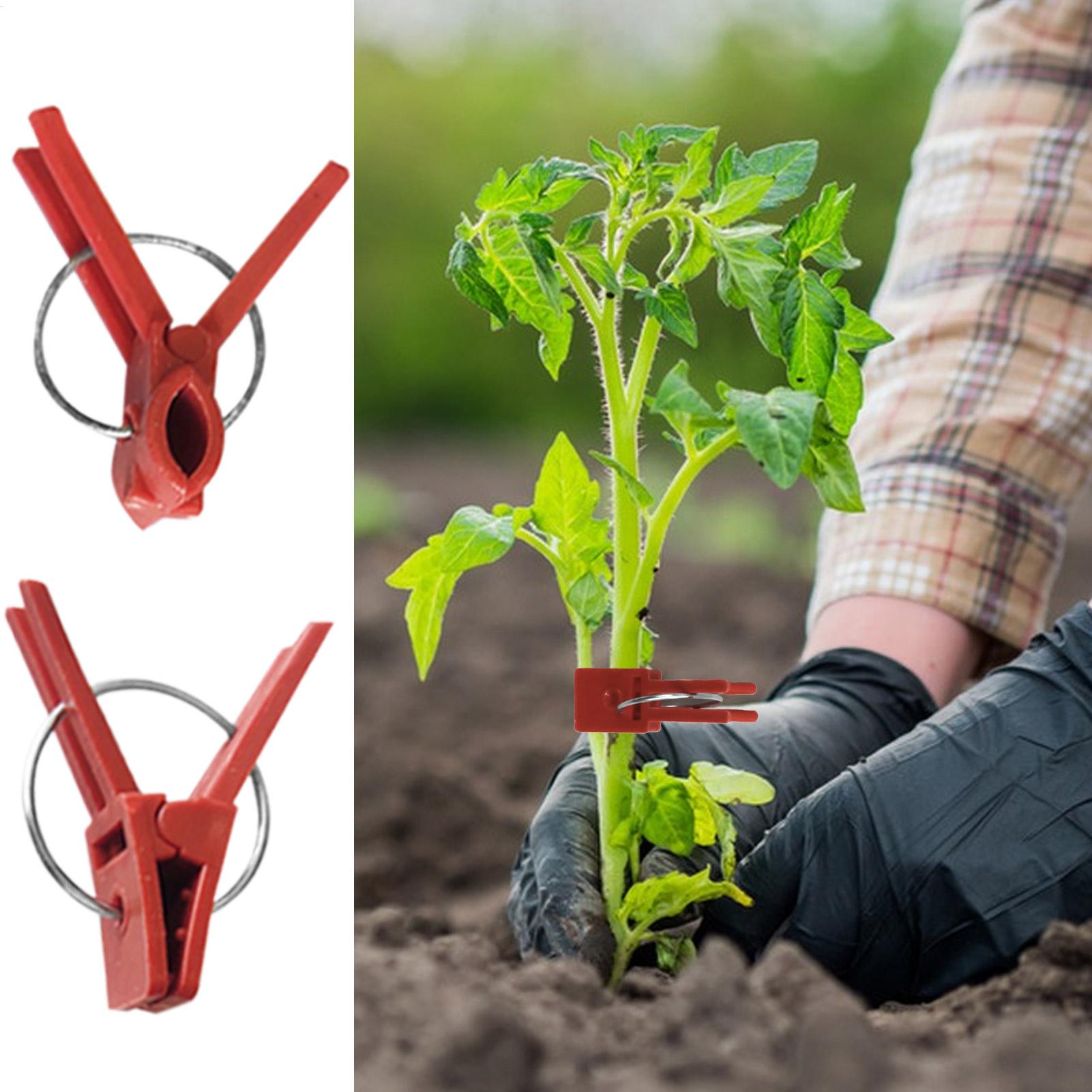 50Pcs Plant Grafting Clip Plas - مراجعة Gardening Tools Uses وسعره