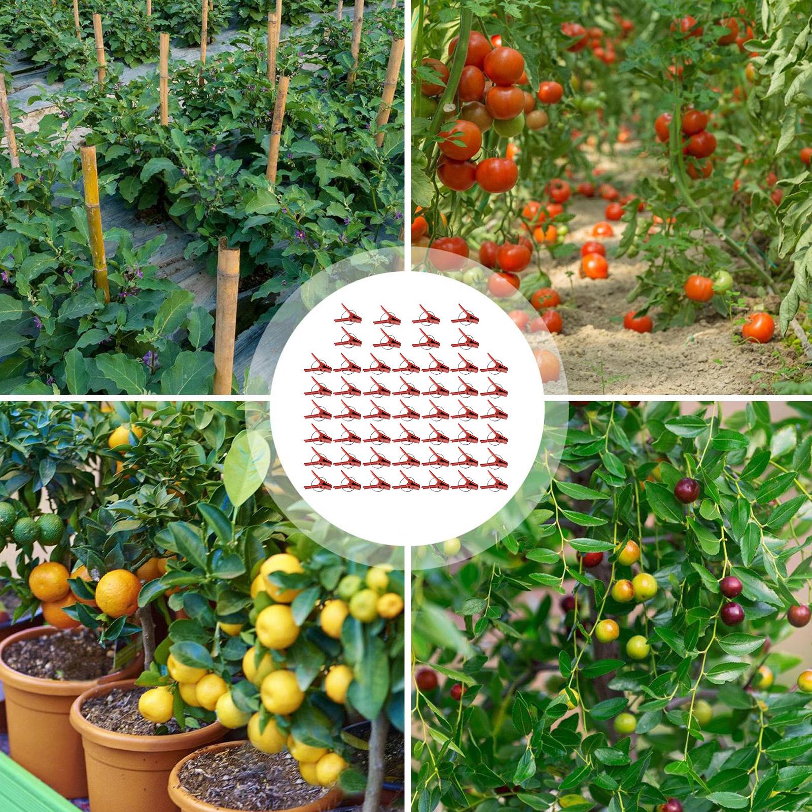 50Pcs Plant Grafting Clip Plas - مراجعة Gardening Tools Uses وسعره