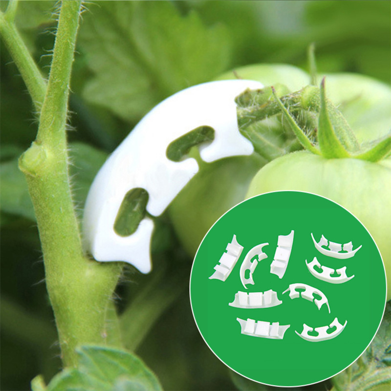 50/100pcs Botany-stem Vine Str - مراجعة Gardening Tools Hoe وسعره