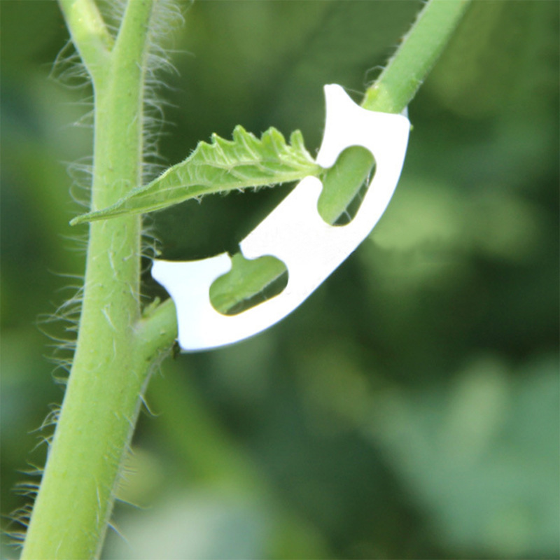 50/100pcs Botany-stem Vine Str - مراجعة Gardening Tools Hoe وسعره
