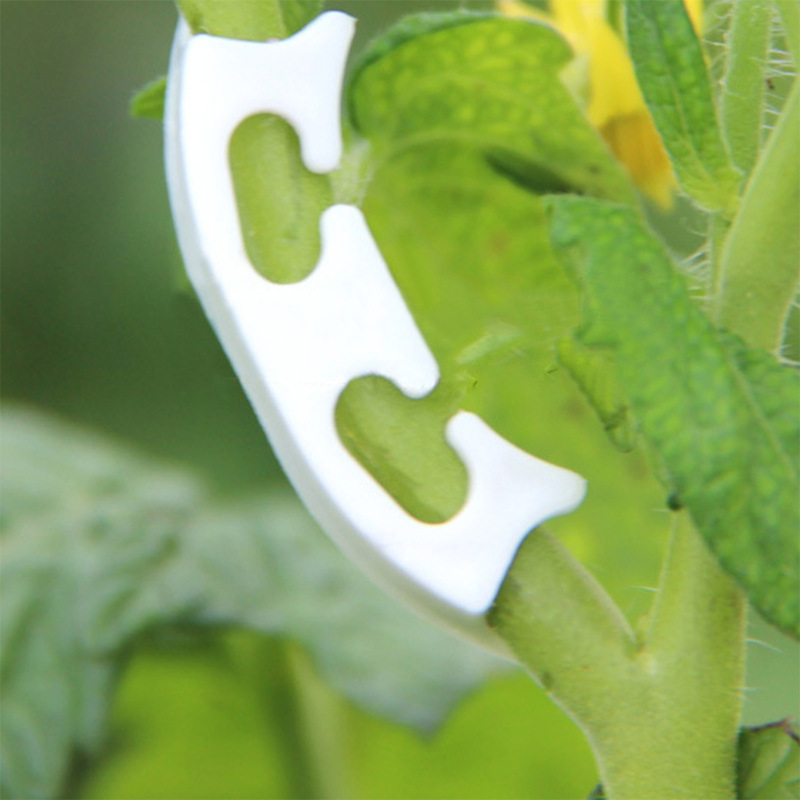 50/100pcs Botany-stem Vine Str - مراجعة Gardening Tools Hoe وسعره